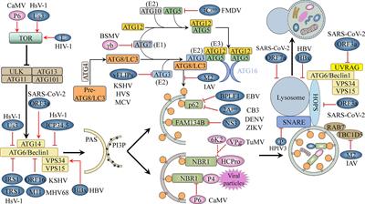 Clearance or Hijack: Universal Interplay Mechanisms Between Viruses and Host Autophagy From Plants to Animals